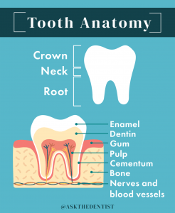 Tooth Anatomy Ask A Dentist