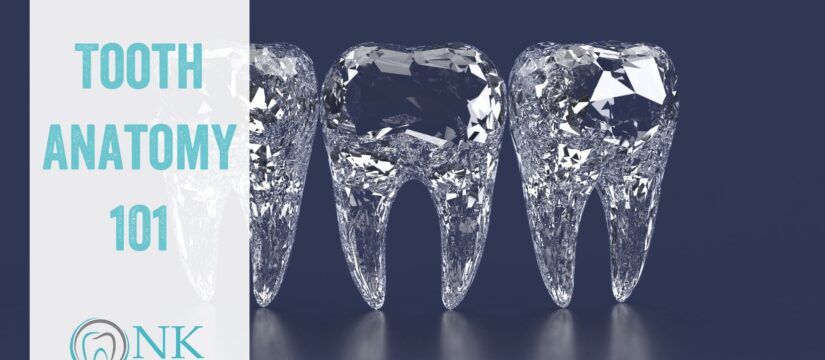 Tooth Anatomy 101