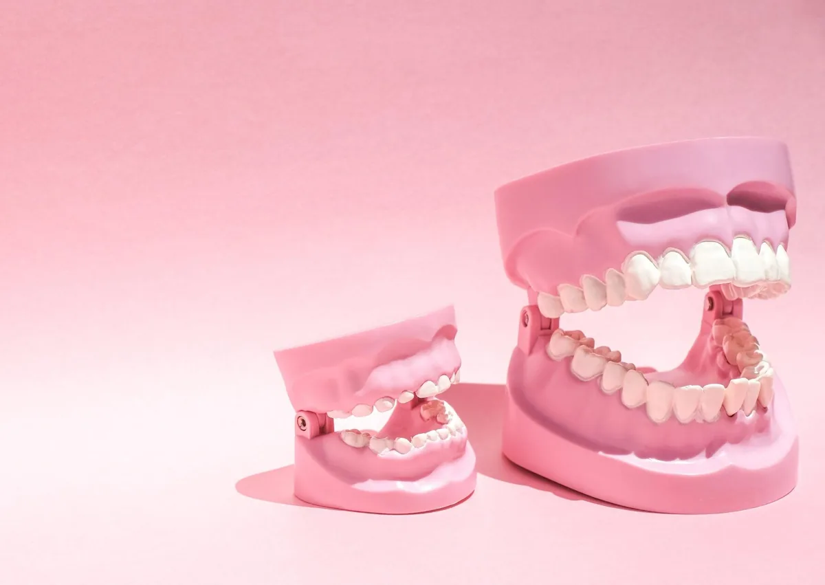 Dental models showing human teeth and the difference in tooth count between children and adults.